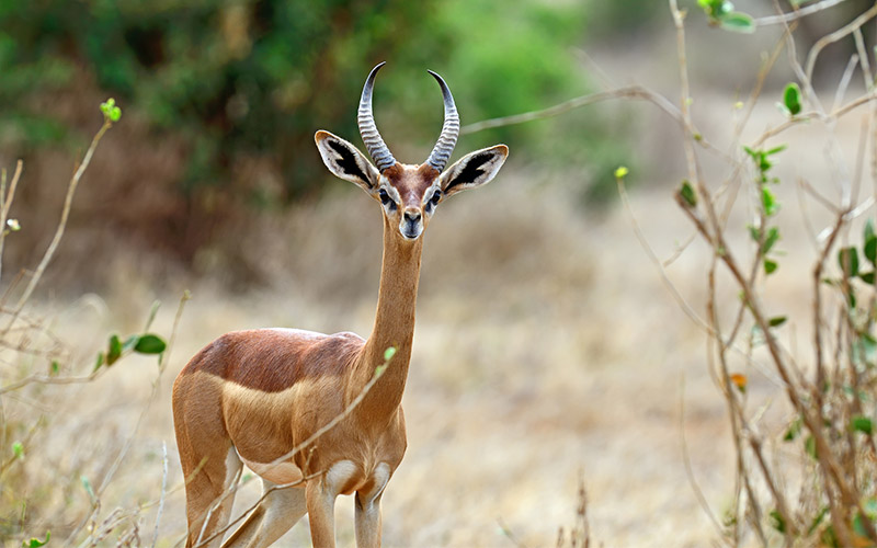 6 Of The Most Astounding Animals In Kenya | Kuoni Travel