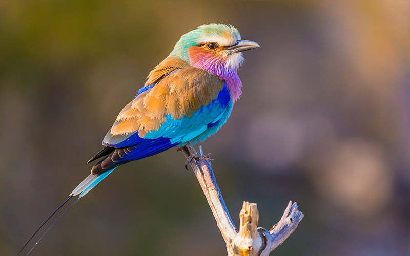 Lilac-breasted roller