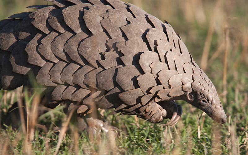 Pangolin