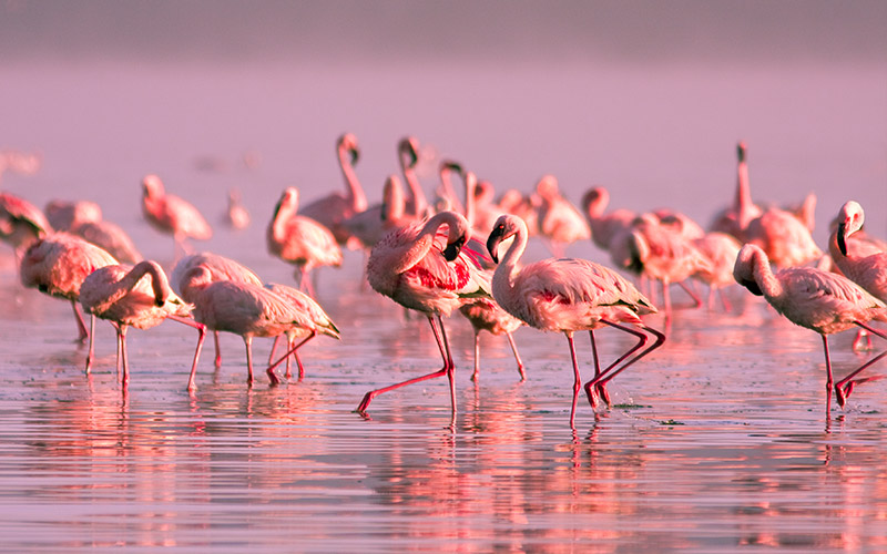 Flamingos