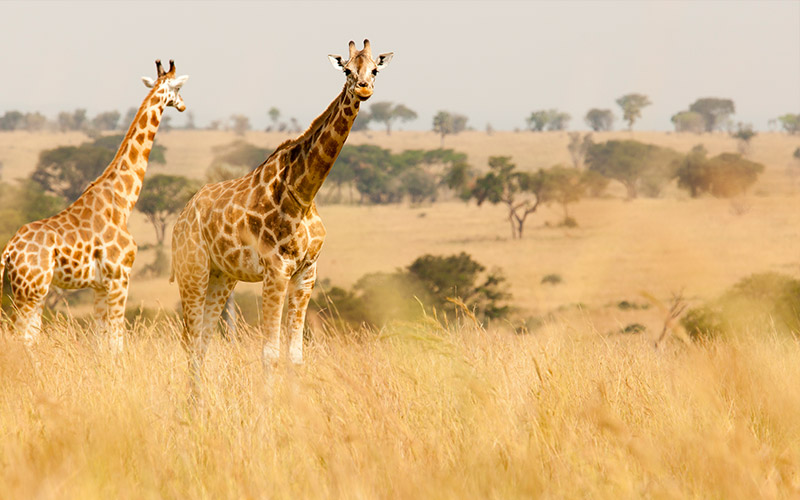 Rothschild's giraffe