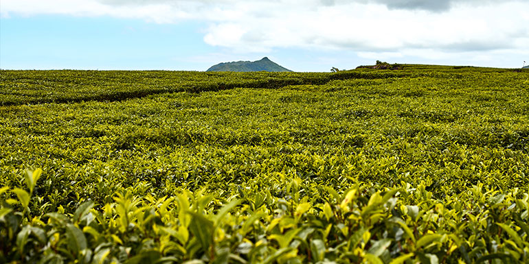 Bois Cheri Tea Plantation
