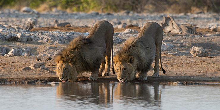 Lions drinking in Etosha National Park