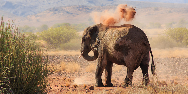 Desert elephant taking a dust bath