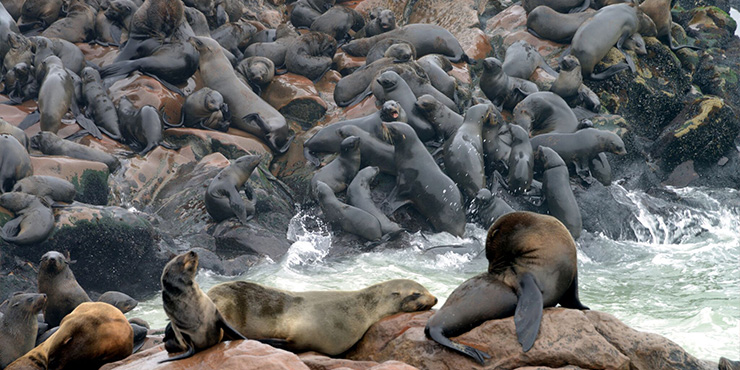 Cape fur seals at Cape Cross