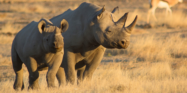 Black rhino in Etosha National Park