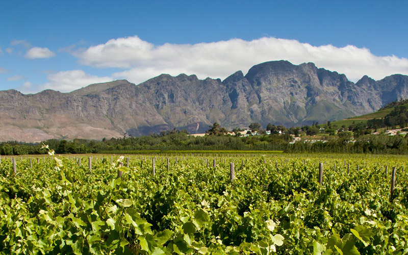 Vineyard, Franschhoek