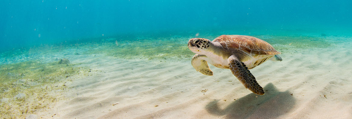 The best places in the world to see turtles