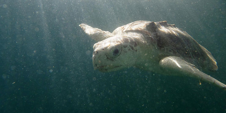 Kemps Ridley turtle