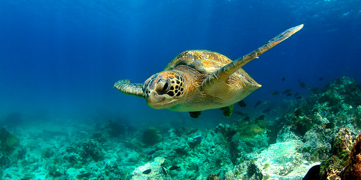 Green turtle