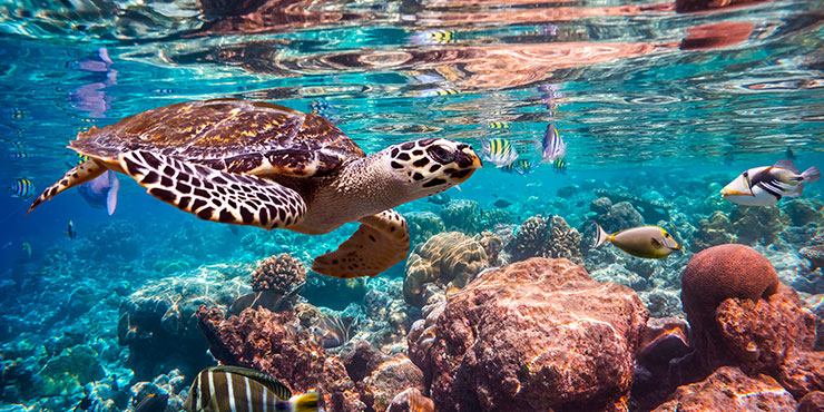 Hawksbill turtle