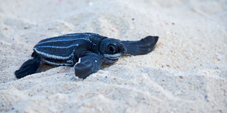 Leatherback turtle