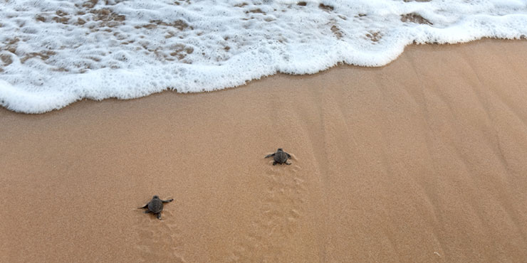 Baby turtles making their way towards the ocean