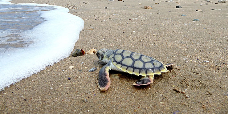 Flatback turtle