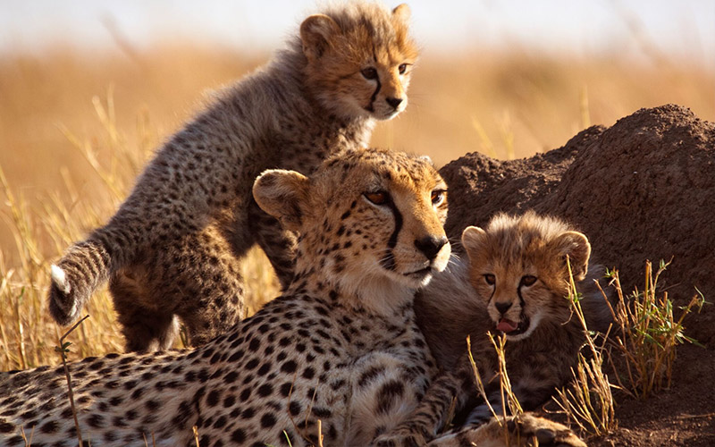 Cheetah and cubs on the Serengeti