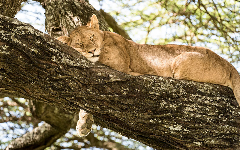 Lion sleeping in a tree