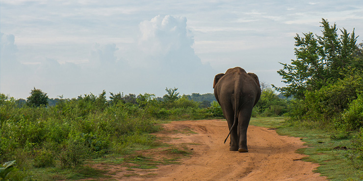 Elephants at Udawalawe National Park