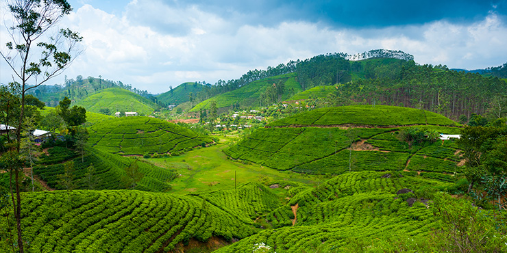 Tea plantations