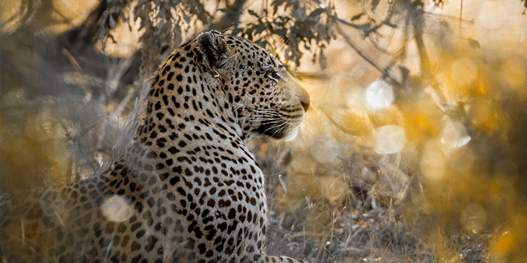 Leopard in Yala National Park