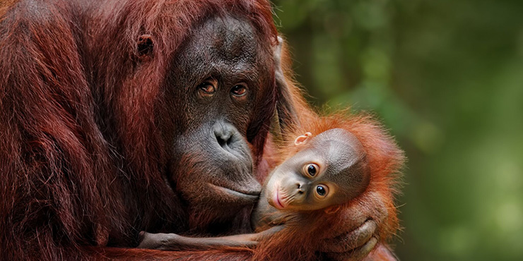 'Spot semi-wild orangutans at Sepilok Orangutan Rehabilitation Centre