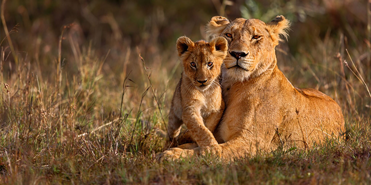 Cheetah safari