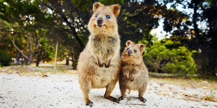 Quokka on Rottnest Island