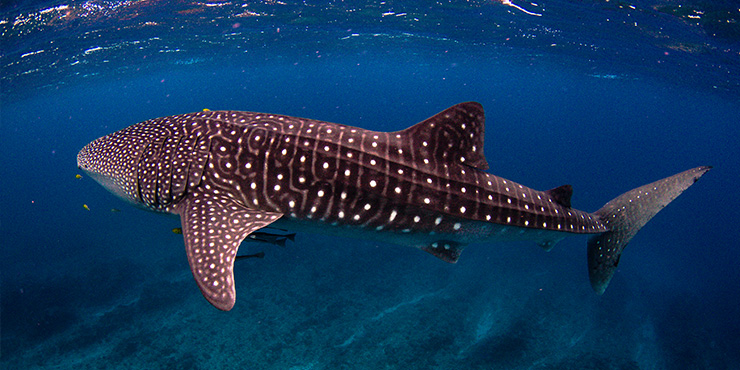 Whale sharks, Ningaloo Marine Park