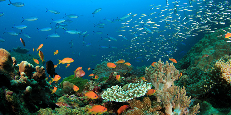 Ningaloo Reef