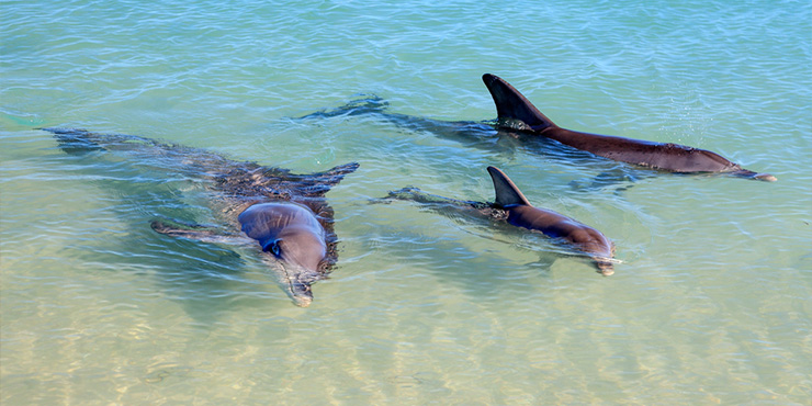 Dolphins at Monkey Mia