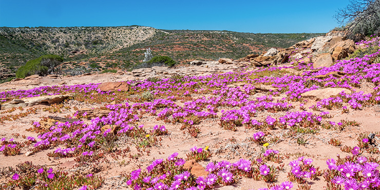 Wildflowers, Kalbarri National Park