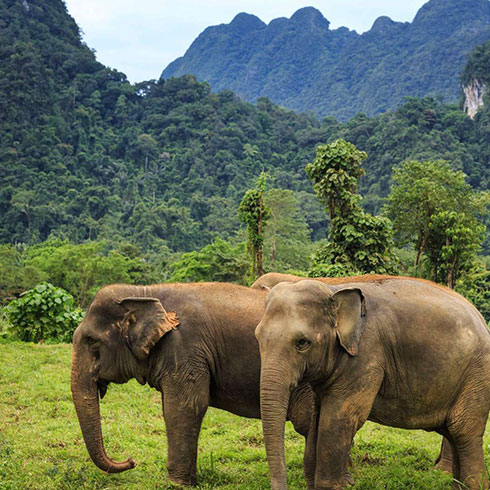 Ethical elephants
