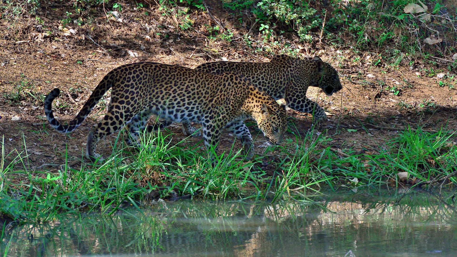 Leopard in Sri Lanka