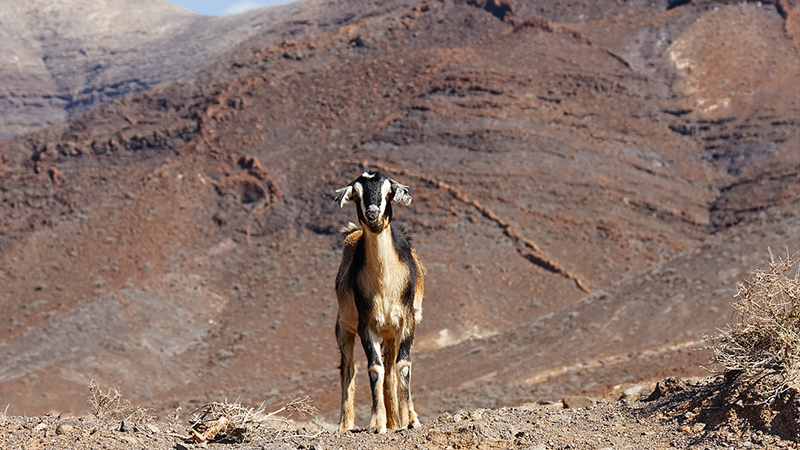 Goat Trekking In Fuerteventura