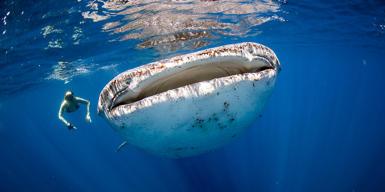 5 amazing places to swim, snorkel & dive