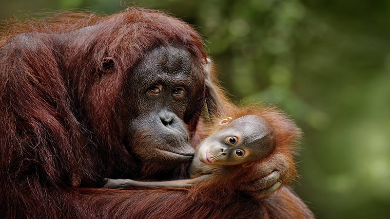 Borneo Orangutan