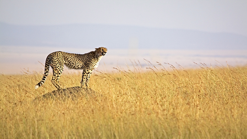 Cheetah Sky Safari