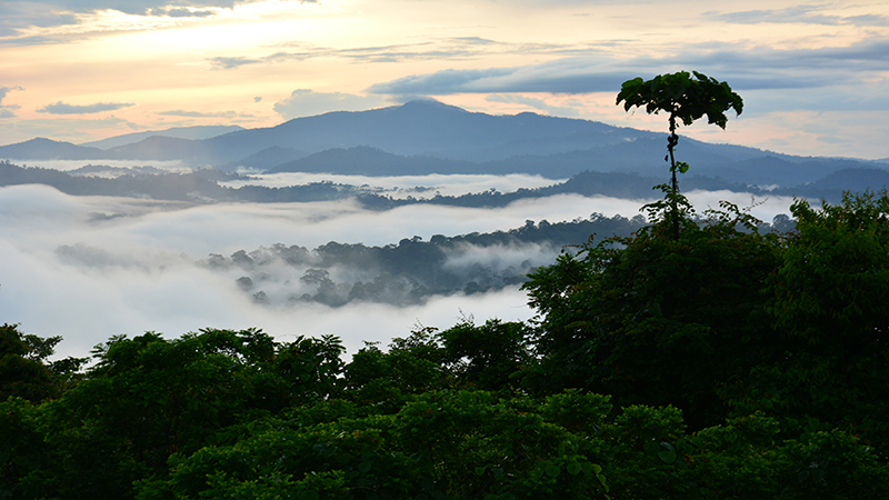 Danum Valley