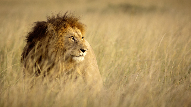 Lion Sky Safari