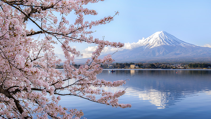 Cherry Blossom Japan