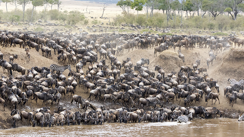 Wildebeest Migration