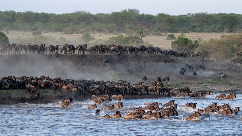 Wildebeest Sky Safari