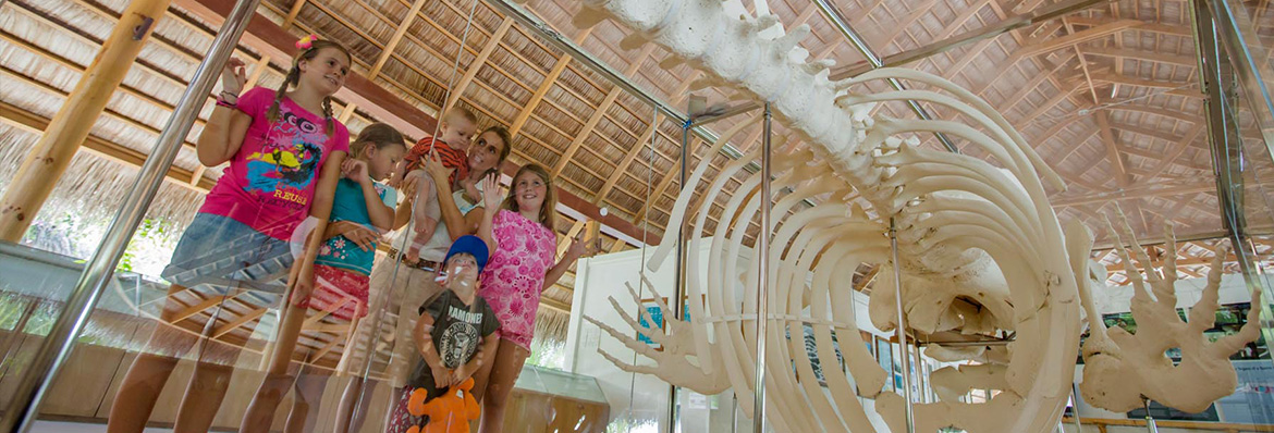 The World Classroom: From ancient history to marine biology, demand grows for holidays with a learning focus