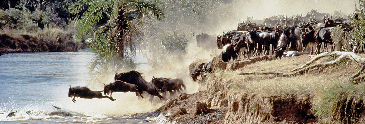 The most spectacular wildlife show on earth seen through the eyes of experts