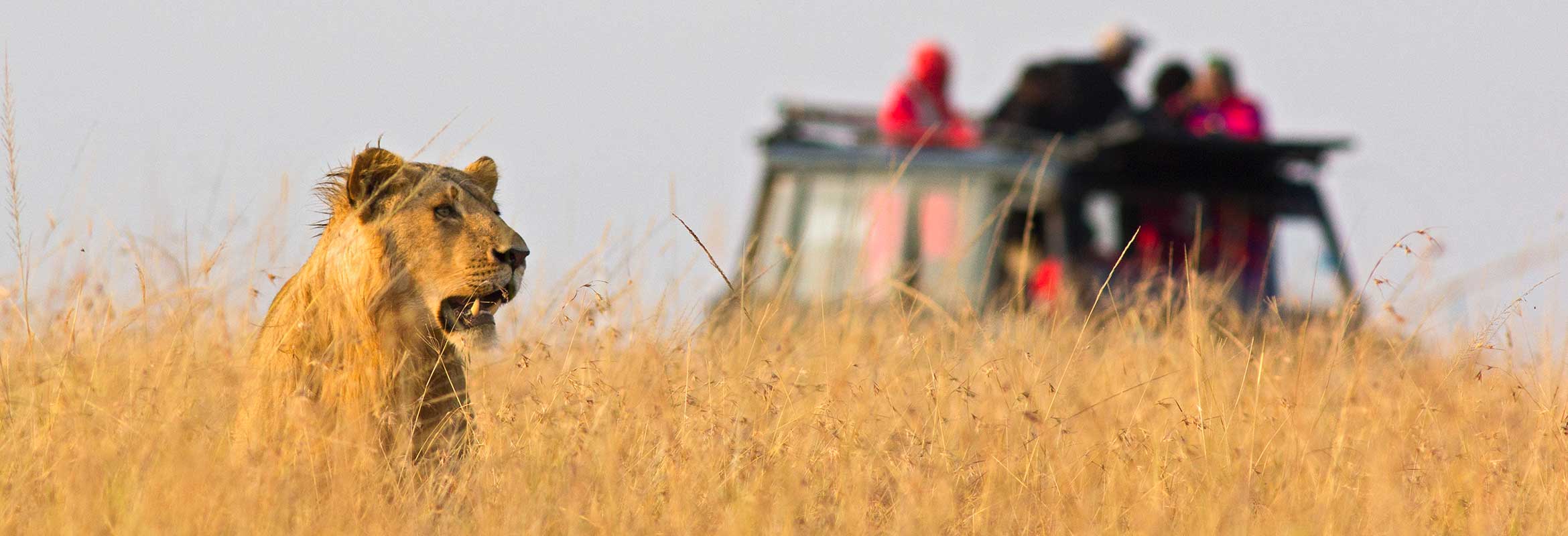 4x4 & minibus Safaris