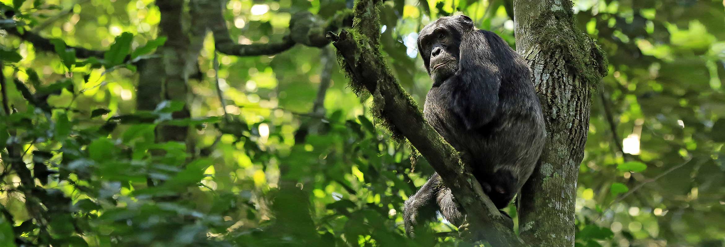 Chimpanzee trekking