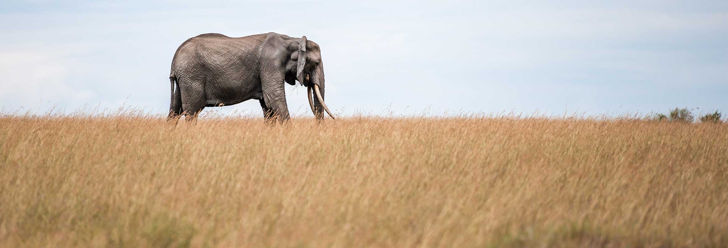 Elephant safari experiences