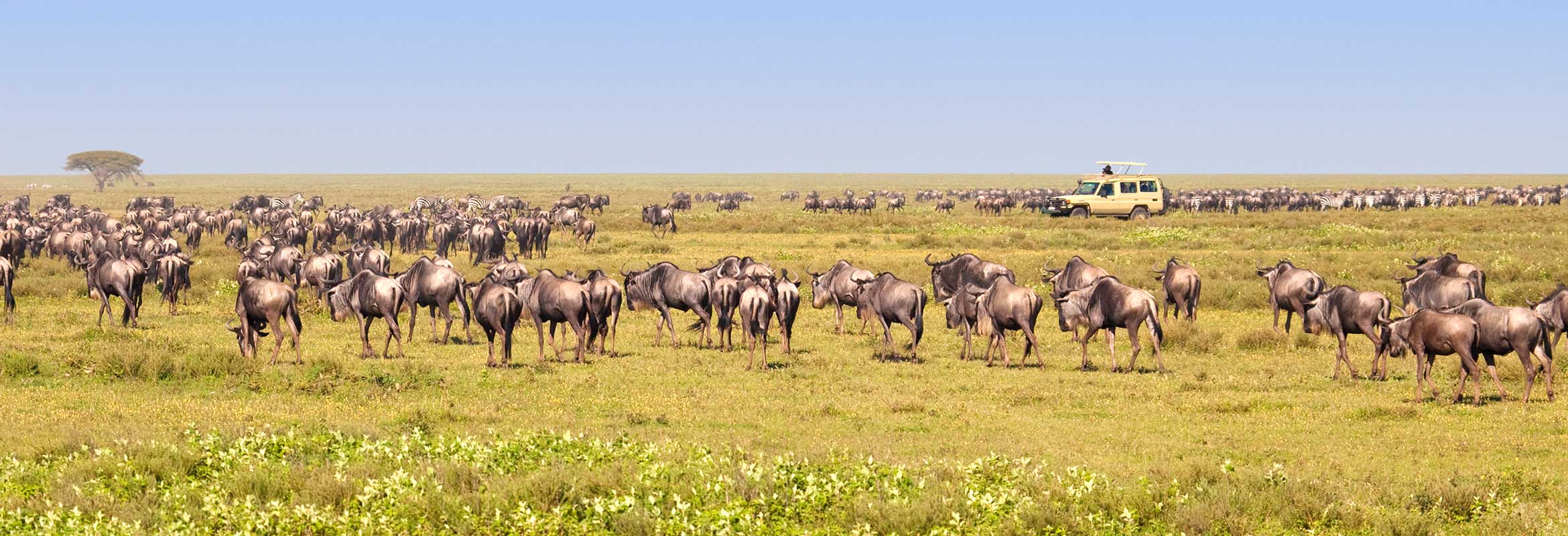 Escorted Small Group Safaris