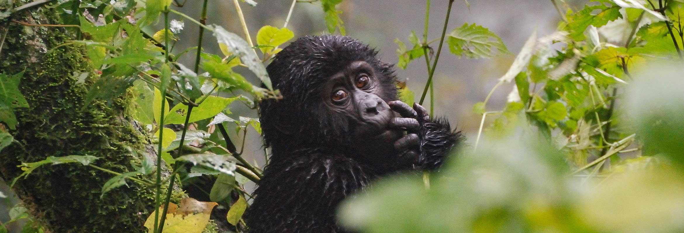 Gorilla trekking