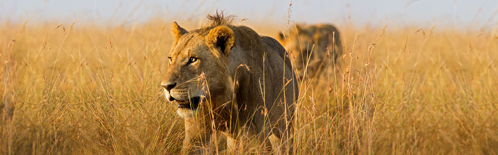 Safari Holidays 2020 2021 Kuoni