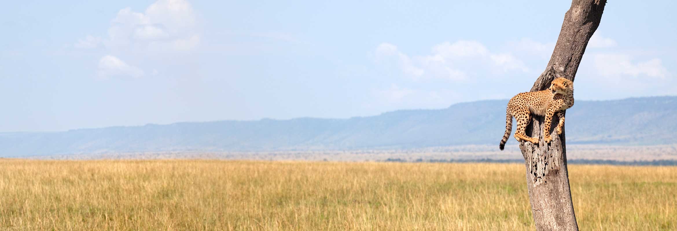 Tailor Made Safaris